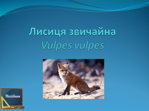 Лисиця звичайна (Vulpes vulpes)