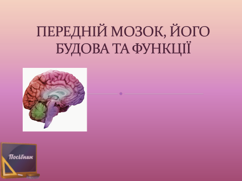 Передній мозок, його будова та функції